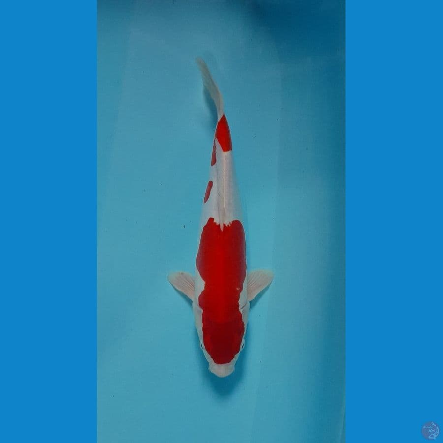 kohaku doitsu murni 32 cm