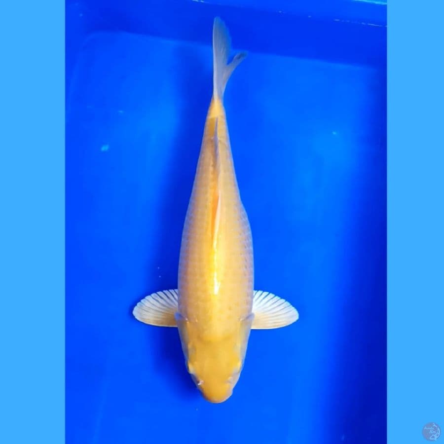 ( 40CM ) KARASHI - FEMALE 