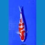 kohaku strong 30 cm