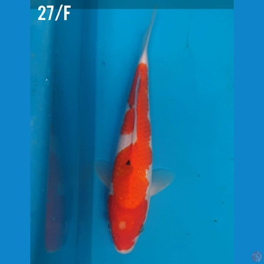 27/F SANKE Tategoi