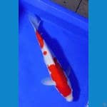 strong kohaku 34cm