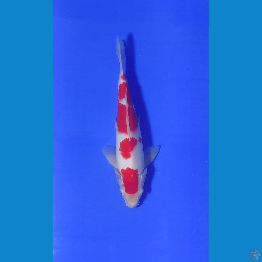 Kohaku 30bu M