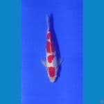 Kohaku 30bu M