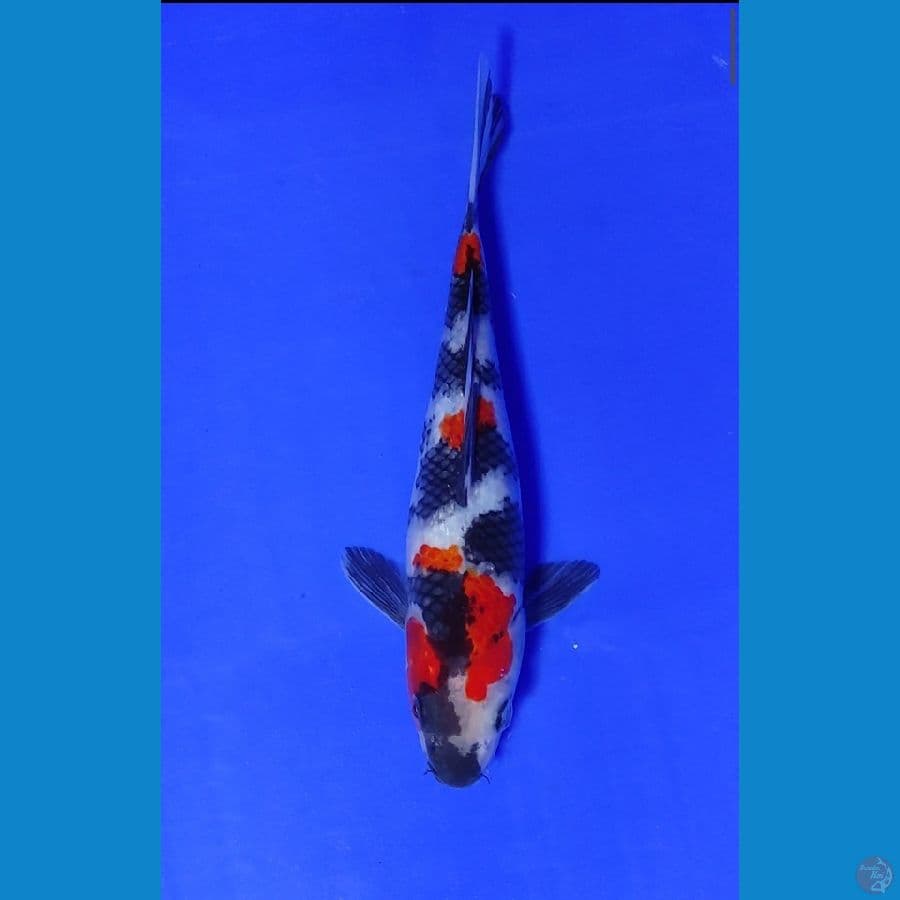 showa SQ 25cm