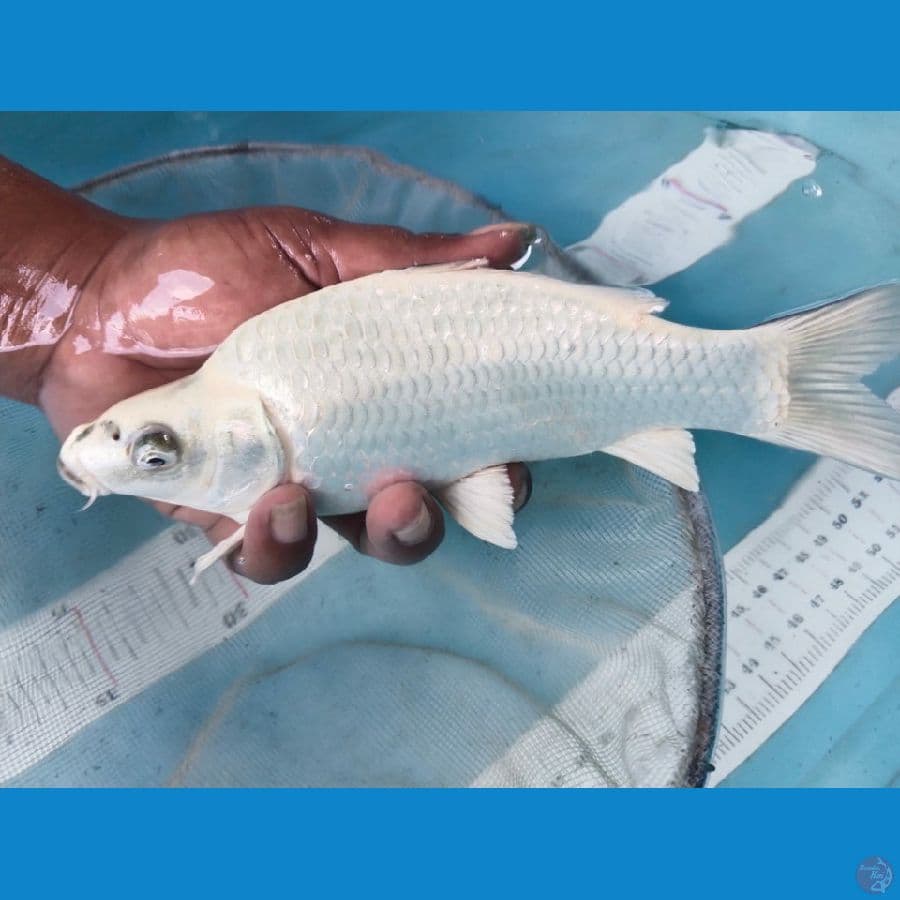 gind matsuba 21cm punuk grandong