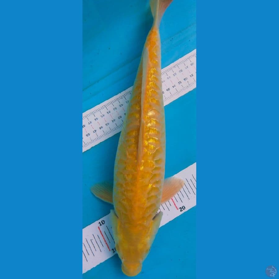 karasi aragoke 37cm jantan