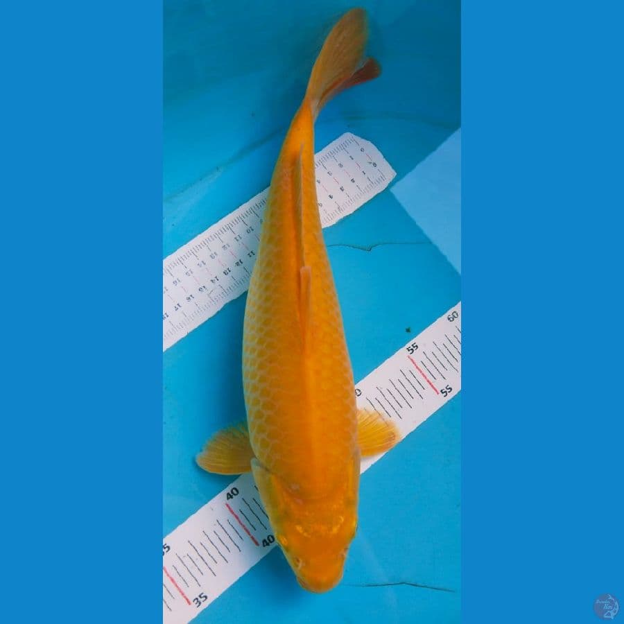 karasi 36cm