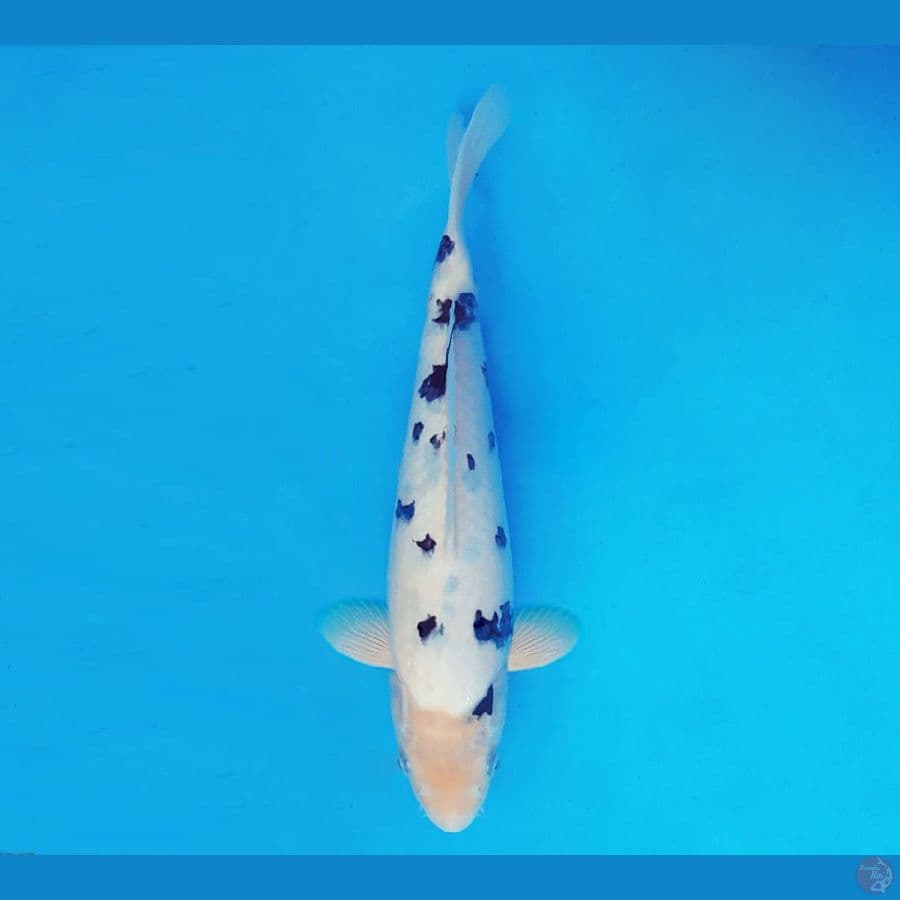 FIJI 6 - Bekko 27 cm/male ®
