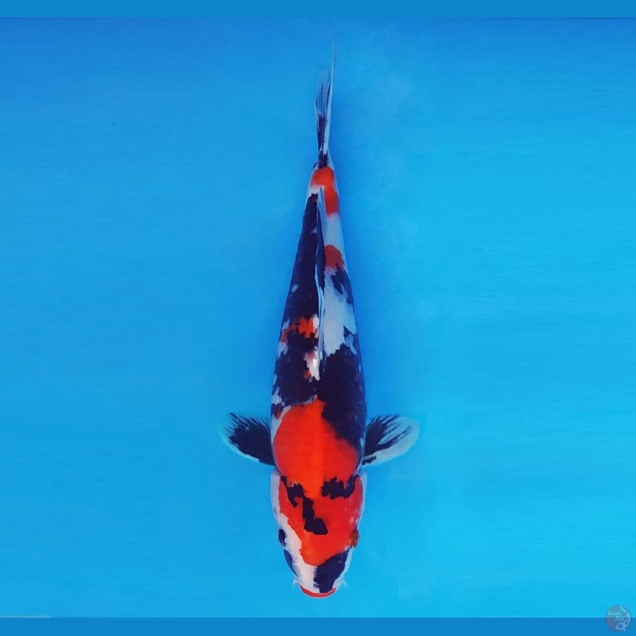 FUJI 9 - Showa Sansoku 33 cm/fm ®