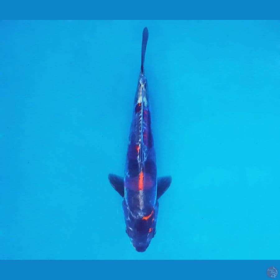 FUJI 10 - Beni Kikokuryu 21 cm/male ®