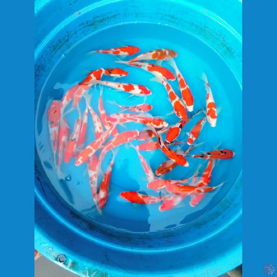kohaku,shanke kumpay size 18-22cm  