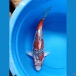 Sabi Koyo 44cm Female 