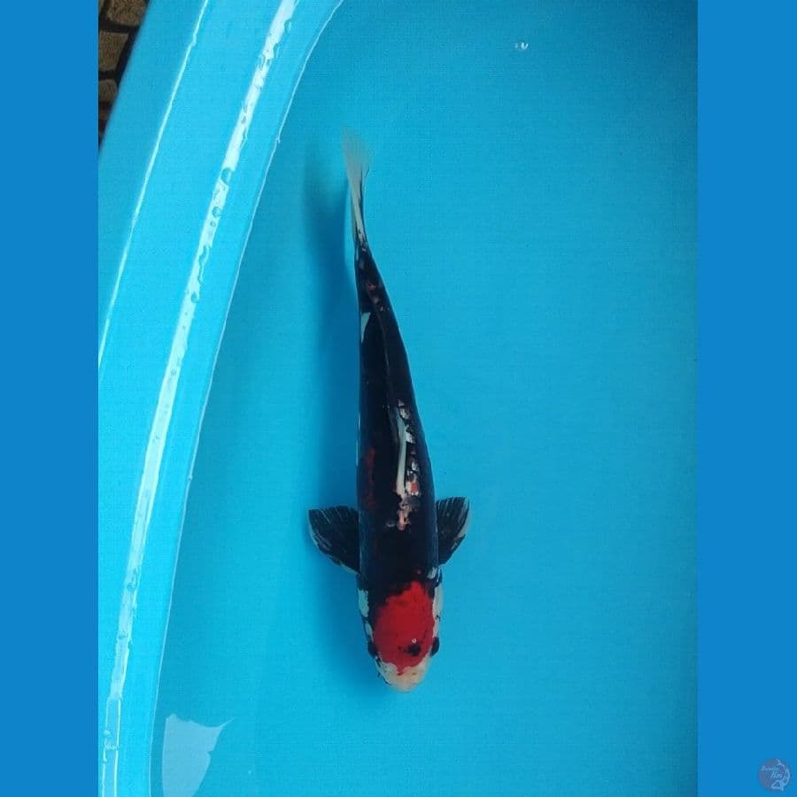 Tanco Benikumon 39cm male