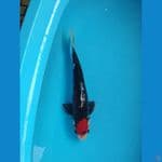 Tanco Benikumon 39cm male
