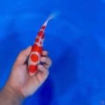 HQ kohaku 20cm