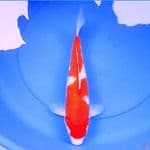 40cm GINRIN INAZUMA KOHAKU