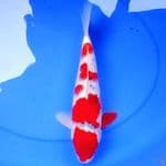 39cm GOSHIKI RED STRONG