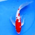 33cm BUTTERFLY KOHAKU 
