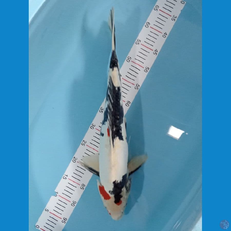 JANTAN SHOWA DOIT 55 CM