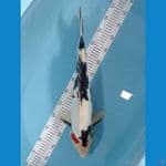 JANTAN SHOWA DOIT 55 CM
