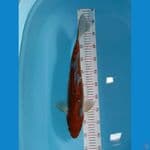 OCHIBA  DOIT JANTAN 45 CM