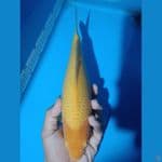 caramel 28cm