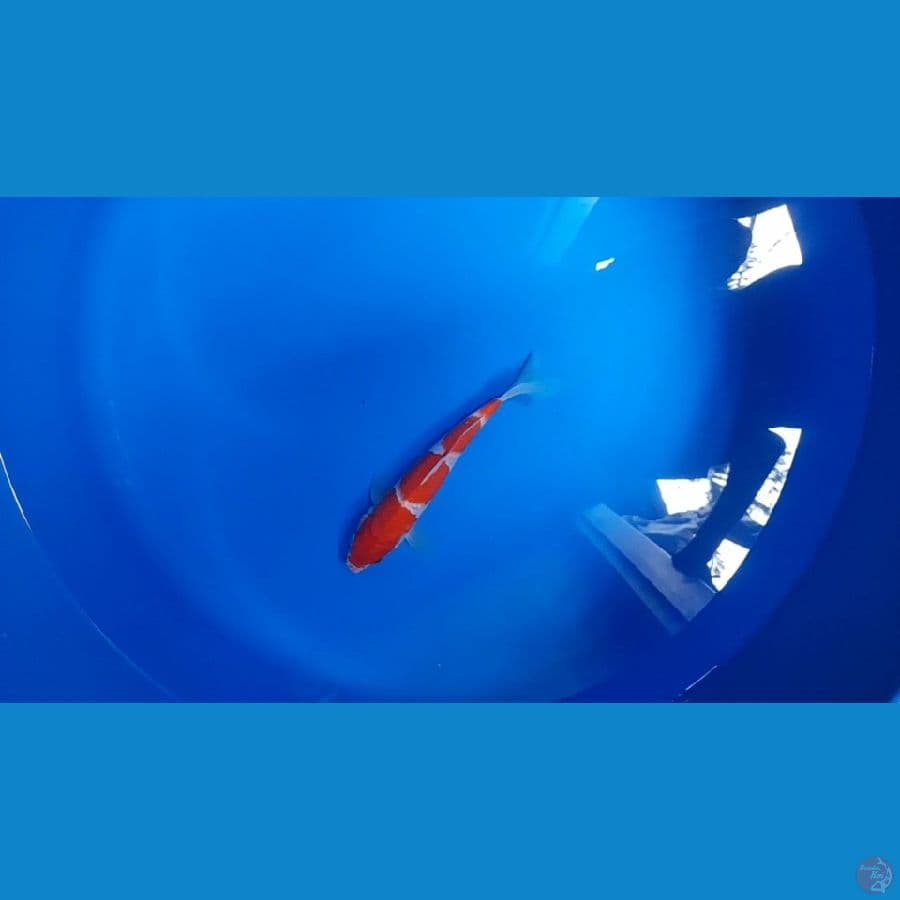 kohaku 4 step