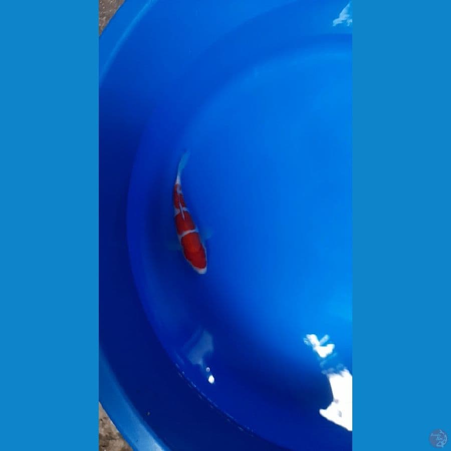 kohaku 3 step 20bu