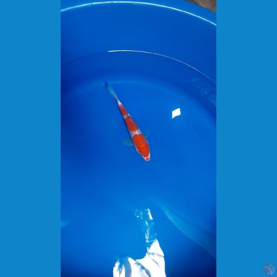 kucibeni kohaku 3 step 20cm