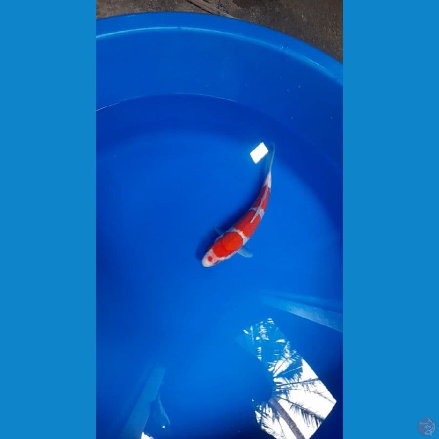 kohaku 3step 25bu