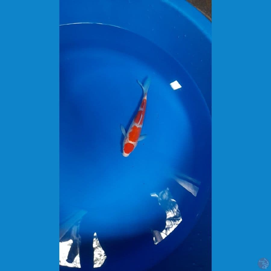 maruten kohaku 25bu