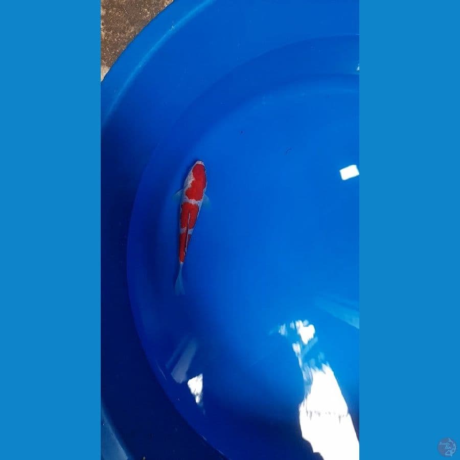 kohaku 3step 20bu