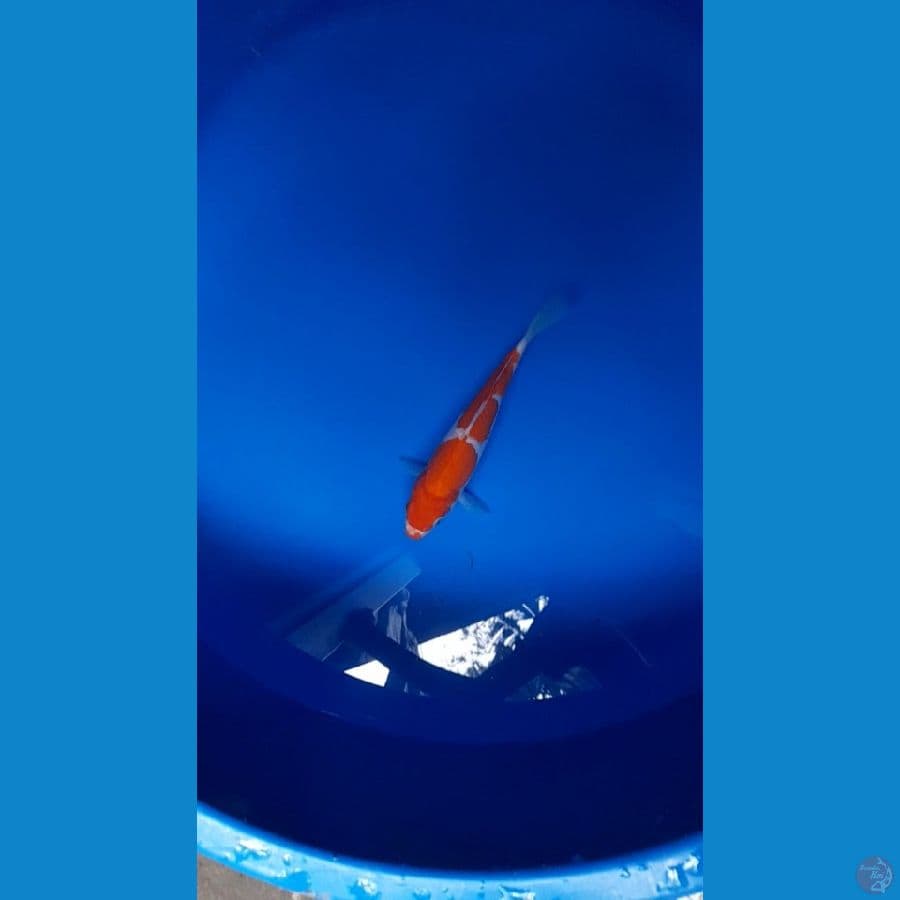 kohaku 25bu