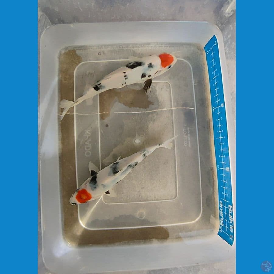 tanco original 20-22 cm