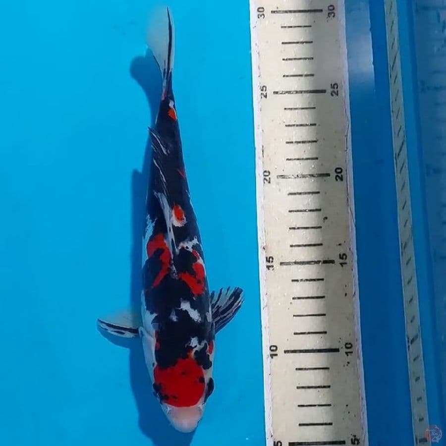 BLACK MAMBA DOITSU 24 CM
