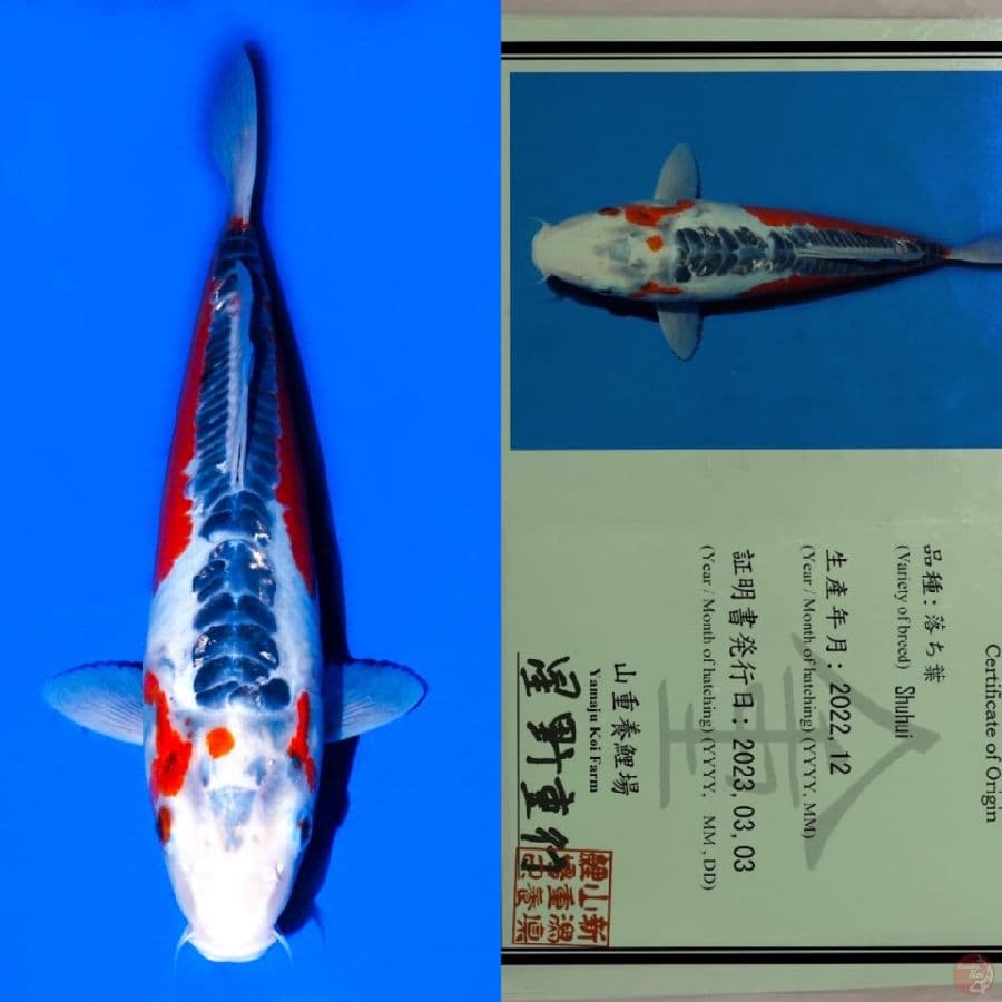 YAMAJU SHUSUI SQ 34CM