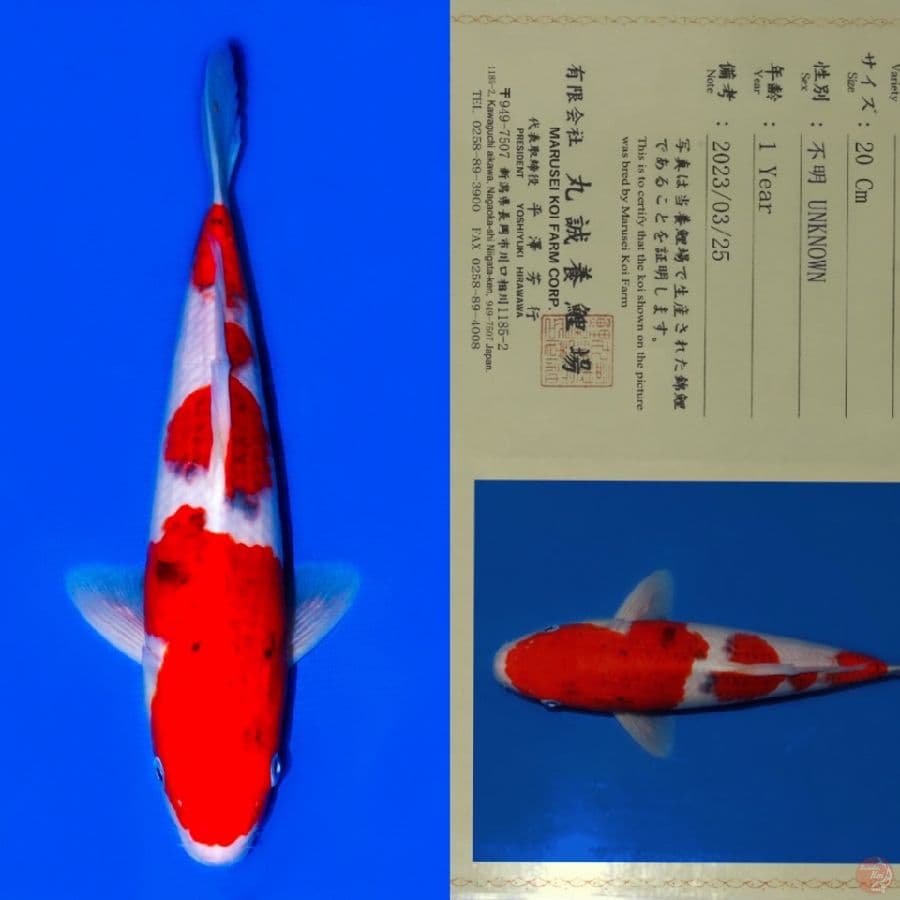 MARUSEI KOROMO SQ 32CM