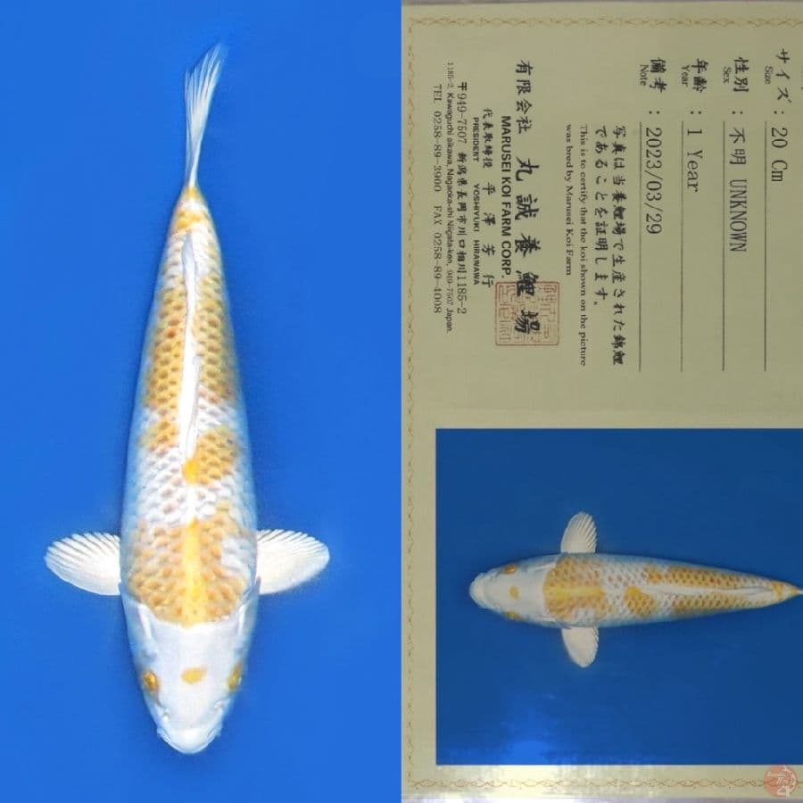 MARUSEI HARIWAKE SQ 33CM