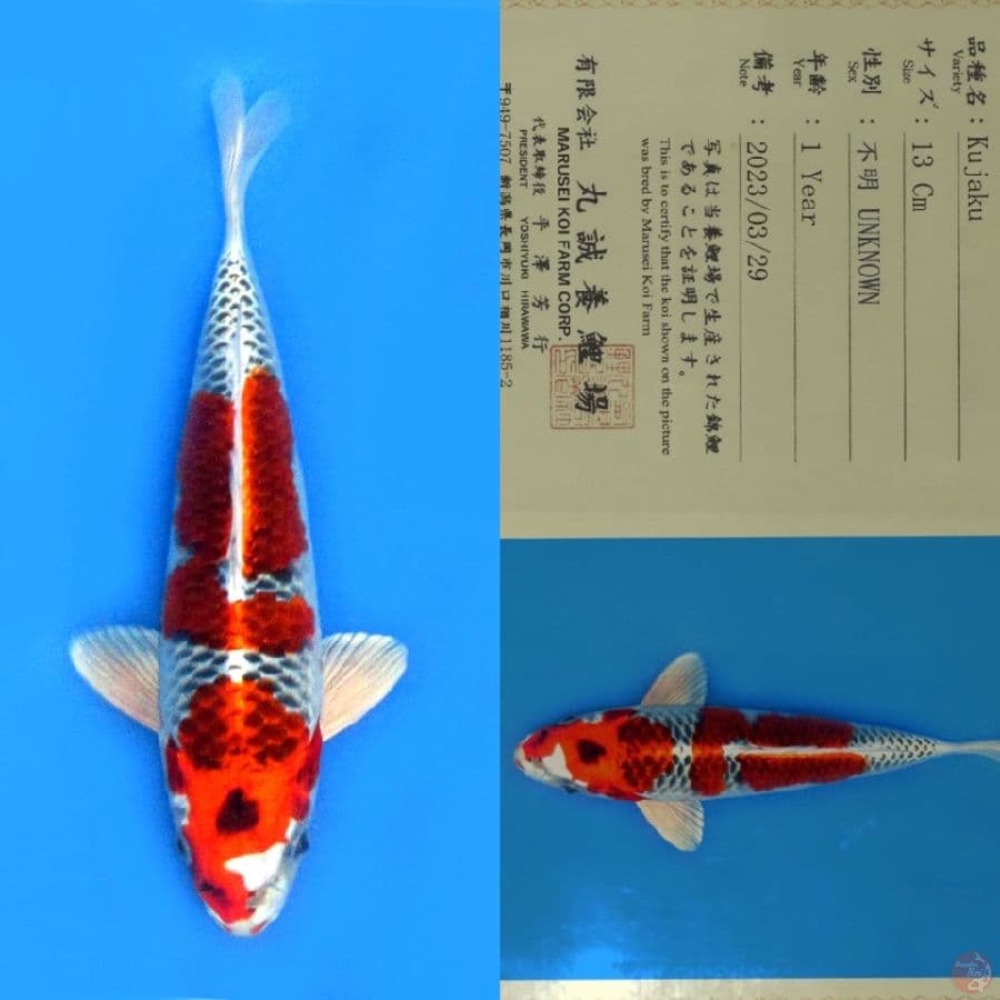 MARUSEI RED KUJAKU SQ 26CM