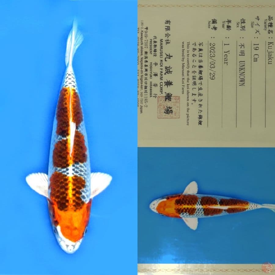 MARUSEI KUJAKU SQ 30CM