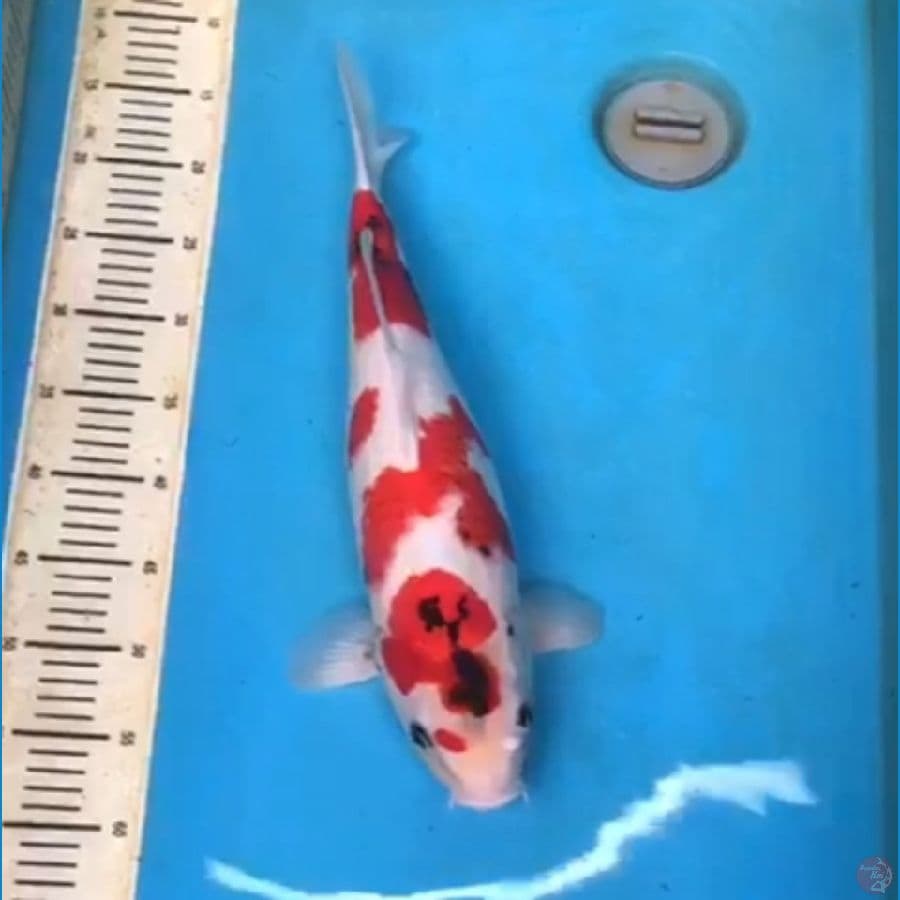 Kindai Tategoi 45cm