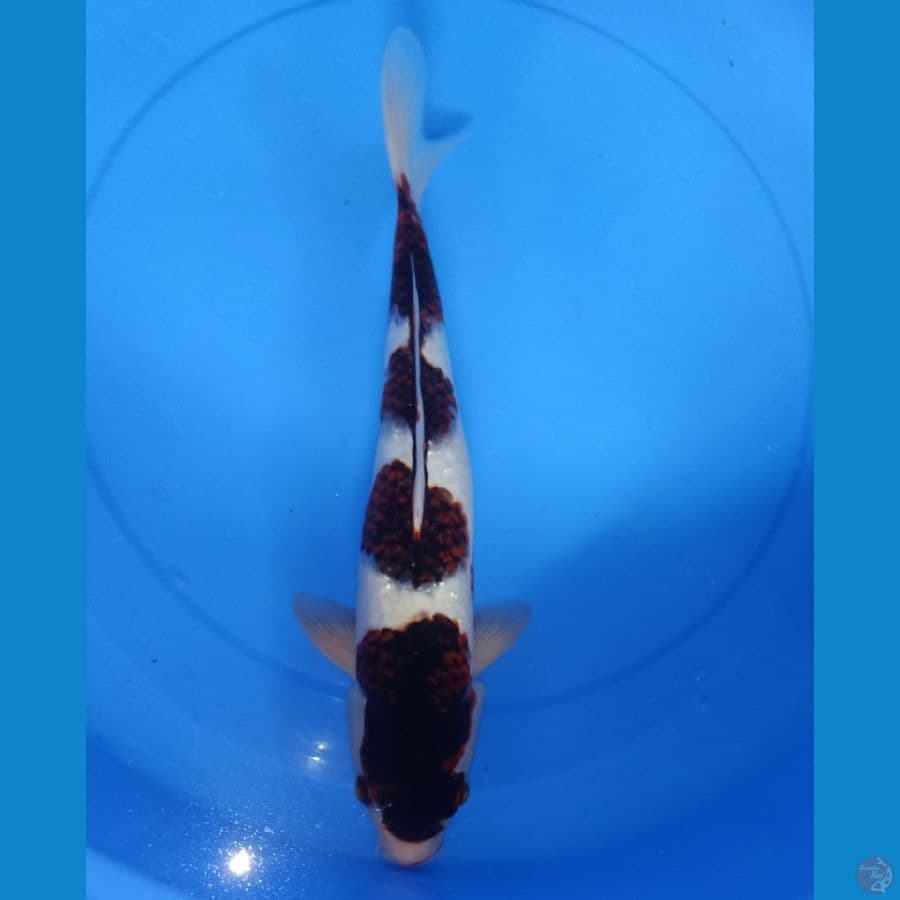 Budho Goromo 40cm