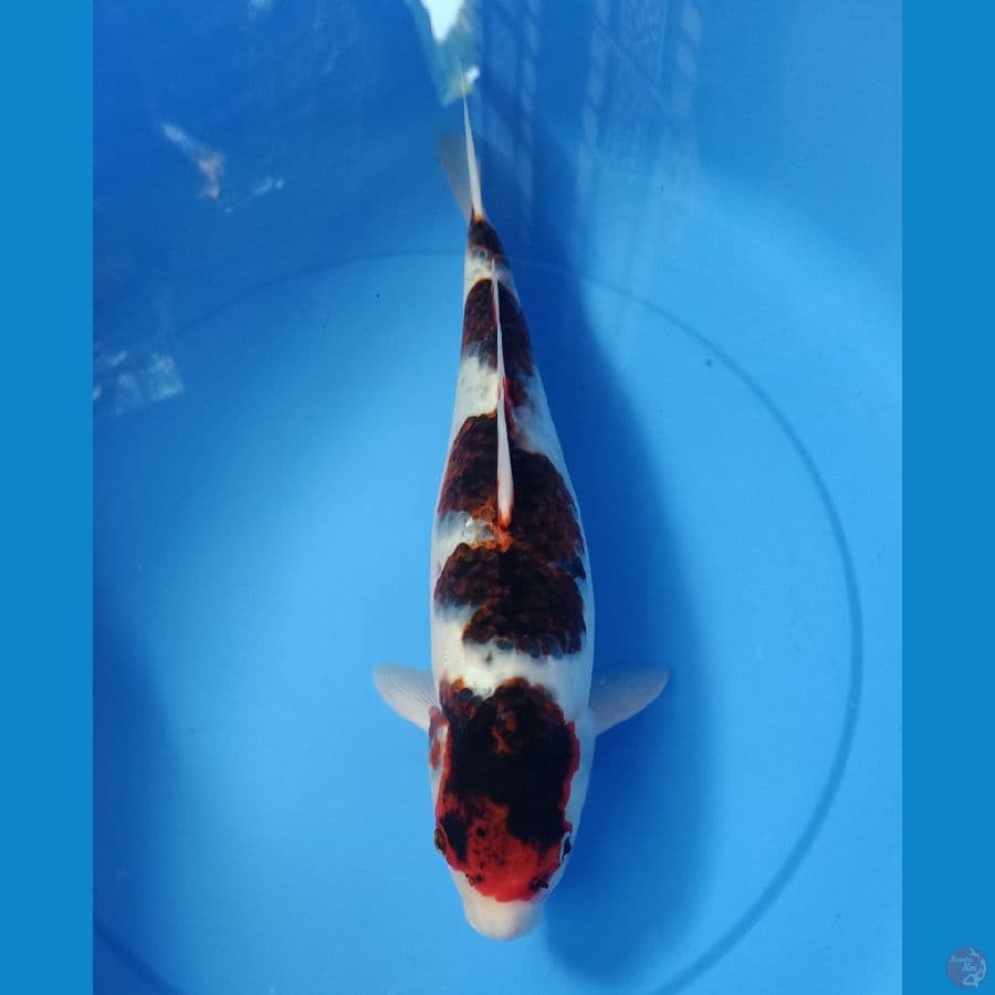 Goromo 45cm