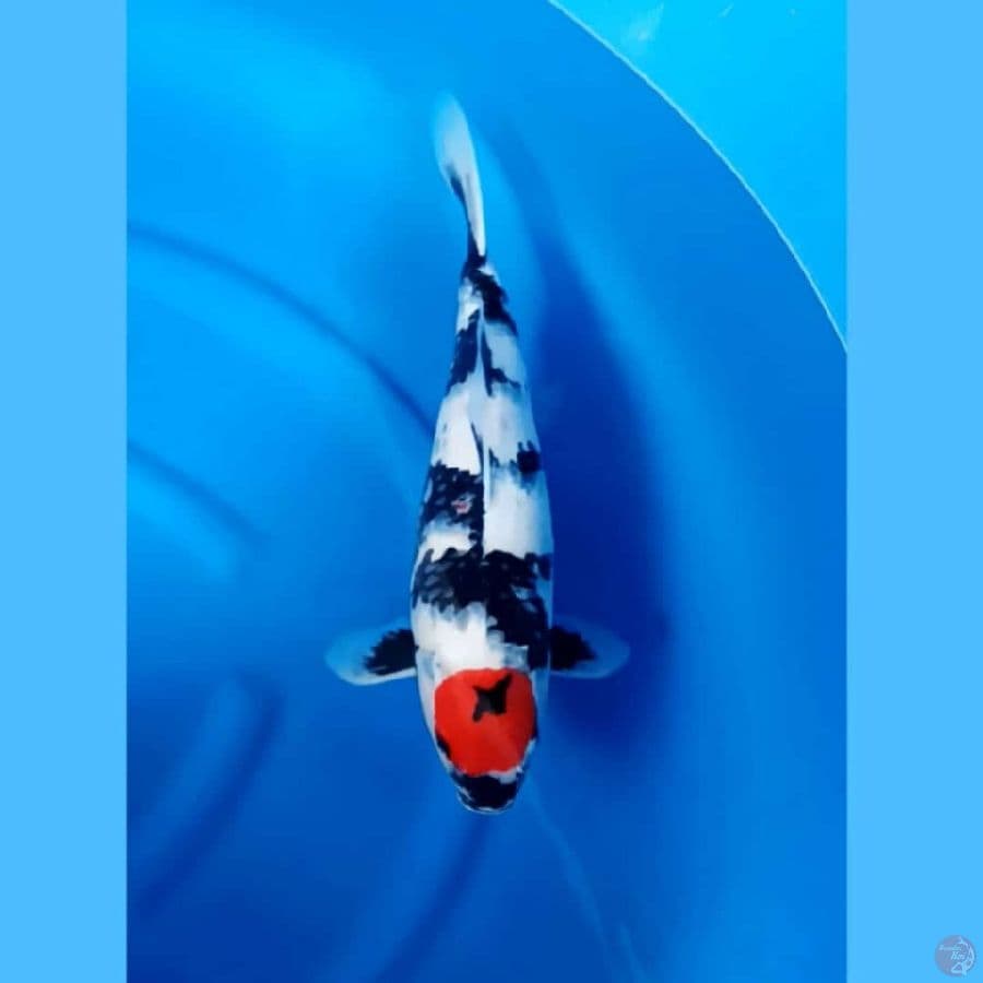 ( 47CM ) TANCHO SHOWA - FEMALE