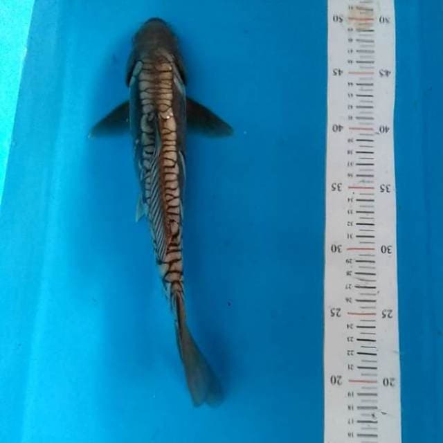 Sisik naga