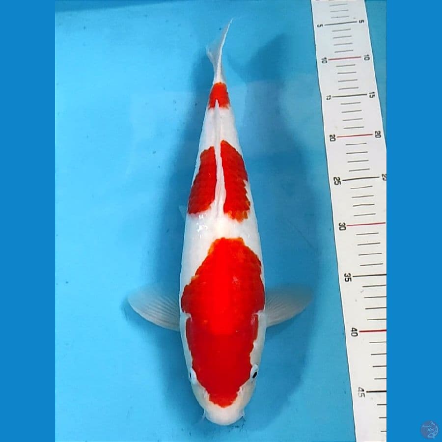 Kohaku 40cm / Male