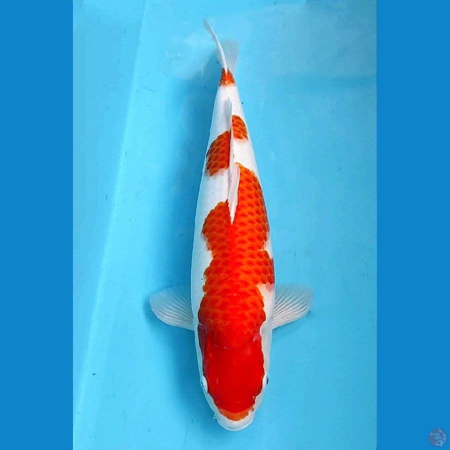 Kohaku 45cm / Fm