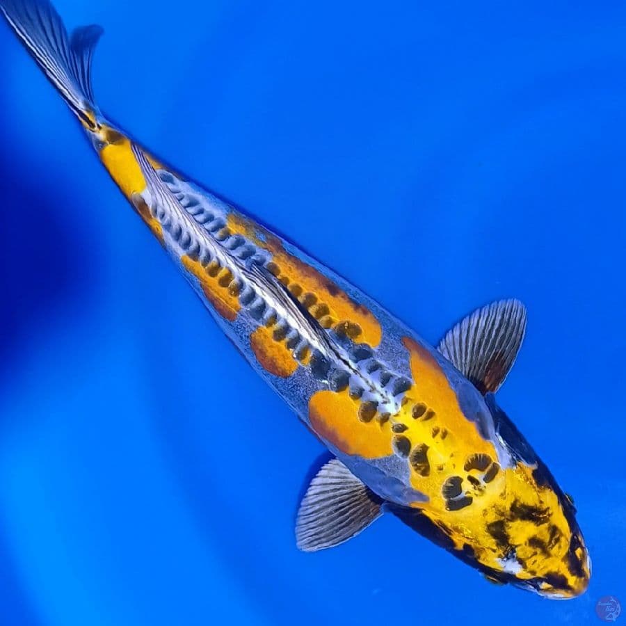 SQ YELLOW KIKORYU 37CM