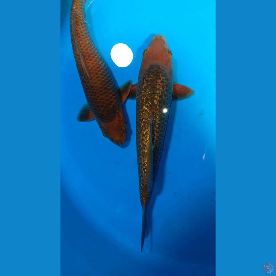 SQ CARAMEL (Gindrin 32cm) (non gindrin29cm)
