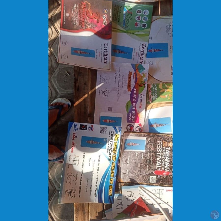 sq sanke prestasi 